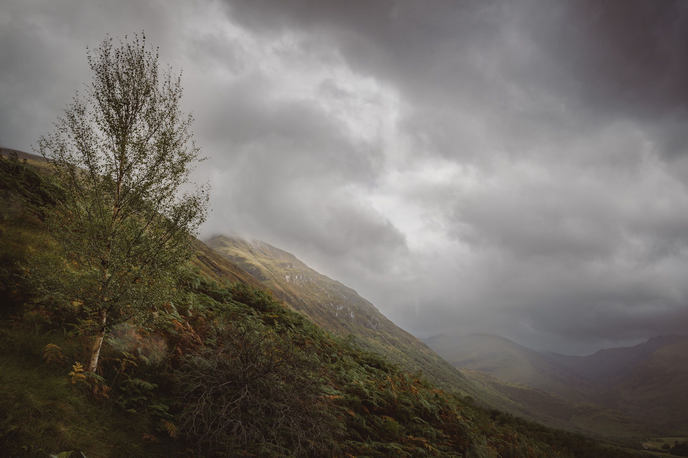 A birch tree on a steep bracken hillside, with a cloud-covered peak and a valley falling away to the right