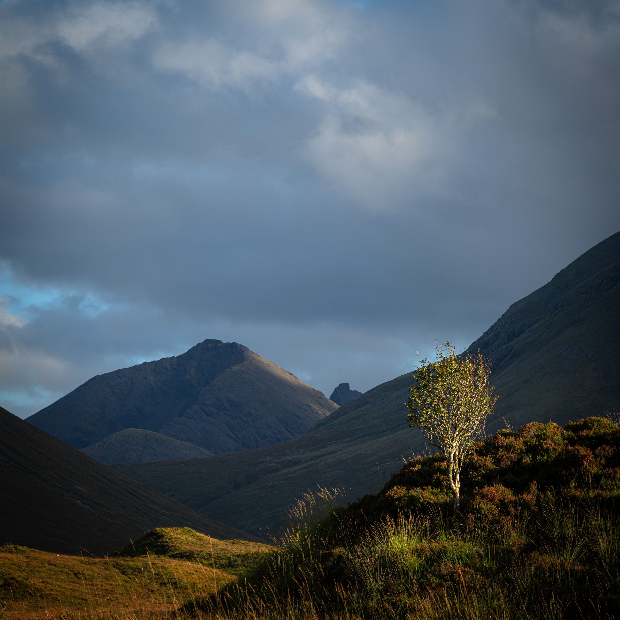 A lone birch tree lit by low sun on a heathery bank, with dark mountains and a stormy sky behind